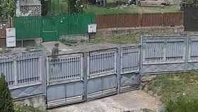 De câte ori sunase Andreea la 112, înainte să fie ucisă cu toporul de concubin? Poliția a reacționat în cazul crimei din Lipănești: „De fiecare dată se împăcau”